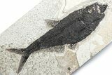 Detailed Fossil Fish (Diplomystus) - Wyoming #382834-1